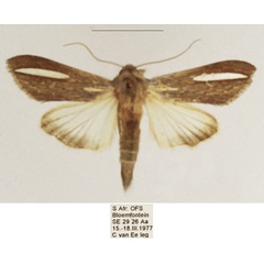 /filer/webapps/moths/media/images/A/argentivitta_Cucullia_AF_TMSA.jpg