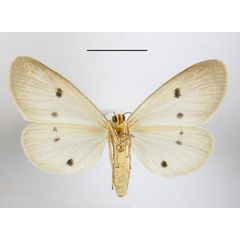 /filer/webapps/moths/media/images/G/guttivaga_Soloella_AF_MGCLb_02.JPG