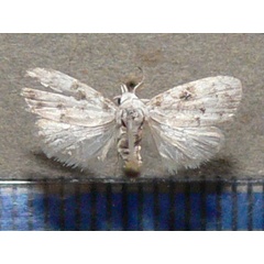 /filer/webapps/moths/media/images/O/omphalota_Nola_A_Goff.jpg