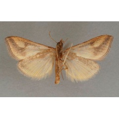 /filer/webapps/moths/media/images/A/argyrostacta_Loxostege_PT_OUMNHb_02.jpg