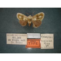 /filer/webapps/moths/media/images/V/viridissima_Niphadolepis_HT_RMCA_01.jpg