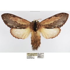 /filer/webapps/moths/media/images/L/ligniclusa_Braura_AF_TMSA_01.jpg