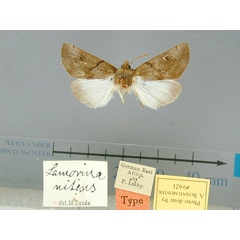 /filer/webapps/moths/media/images/N/nitens-Lamorina-9621-HT-Tanzania.jpg
