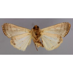 /filer/webapps/moths/media/images/S/simillima_Conservula_HT_RMCA_02.jpg