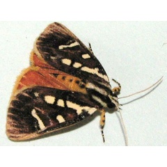 /filer/webapps/moths/media/images/M/menete_Mitrophrys_A_Goff_01.jpg