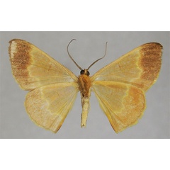/filer/webapps/moths/media/images/A/aerata_Zamarada_PTM_ZSMb.jpg