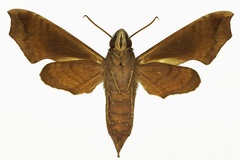 Temnora sardanus sardanus