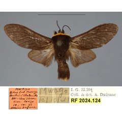 /filer/webapps/moths/media/images/K/kerkhofi_Casphalia_HT_RBINSa.jpg