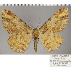 /filer/webapps/moths/media/images/D/divisaria_Colocleora_AF_ZSM.jpg