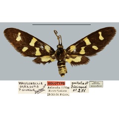 /filer/webapps/moths/media/images/A/ankasoka_Maculonaclia_HT_MNHN.jpg