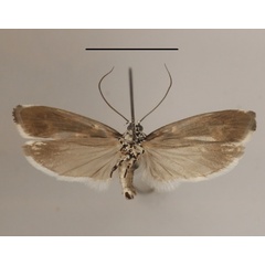 /filer/webapps/moths/media/images/I/iphicrates_Ethmia_A_MGCLb_02.JPG