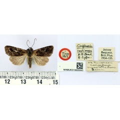 /filer/webapps/moths/media/images/T/tortirena_Graphania_HT_BMNH.jpg