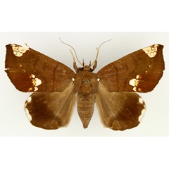 /filer/webapps/moths/media/images/I/illustrata_Achaea_AF_TMSA_02.jpg