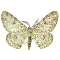 /filer/webapps/moths/media/images/B/breijeri_Colocleora_AM_ANHRT.jpg