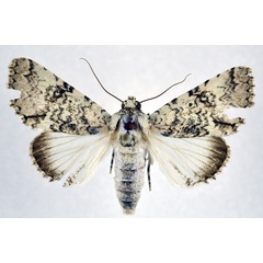 /filer/webapps/moths/media/images/D/delicata_Bamra_A_NHMO.jpg