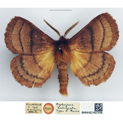 /filer/webapps/moths/media/images/T/trilineata_Cyrtojana_HT_NHMUK.jpg