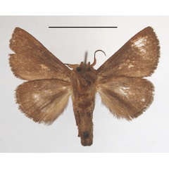 /filer/webapps/moths/media/images/P/plebeja_Apluda_A_MGCLb_01.JPG