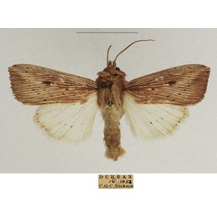 /filer/webapps/moths/media/images/J/joannisi_Leucania_AM_TMSA_02.jpg