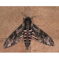 /filer/webapps/moths/media/images/C/convolvuli_Agrius_M_Roland_01.jpg