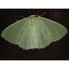 /filer/webapps/moths/media/images/A/activa_Neromia_A_Roland.jpg