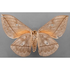 /filer/webapps/moths/media/images/E/erythrotes_Bunaea_STF_MfN_02b.jpg