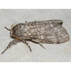 /filer/webapps/moths/media/images/P/poliotis_Eudasychira_A_Goff_02.jpg