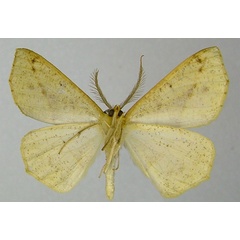 /filer/webapps/moths/media/images/I/icterias_Psilocerea_HT_ZSMb.jpg