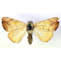 /filer/webapps/moths/media/images/D/discophora_Leocyma_A_RMCA.jpg