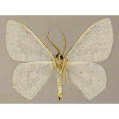 /filer/webapps/moths/media/images/C/crenifera_Epigelasma_PTM_ZSMb.jpg