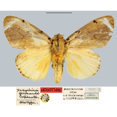 /filer/webapps/moths/media/images/G/griveaudi_Dasychira_AT_MNHN.jpg