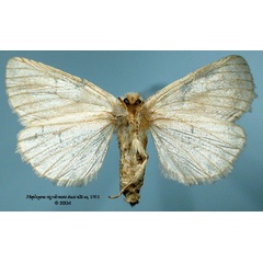 /filer/webapps/moths/media/images/N/nigrolineata_Haplozana_ST_SNHMb.jpg