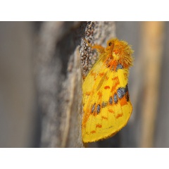 /filer/webapps/moths/media/images/M/mirifica_Chrysopsyche_A_Bowen.jpg
