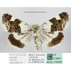 /filer/webapps/moths/media/images/L/lucida_Acontia_MGCLa_01.JPG