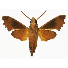 /filer/webapps/moths/media/images/A/apiciplaga_Temnora_AM_Basquin_03b.jpg