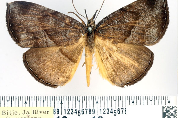 /filer/webapps/moths/media/images/E/endoxantha_Aburina_AM_BMNH_02.jpg