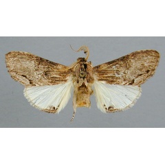 /filer/webapps/moths/media/images/C/callitoxa_Atrasana_A_RMCA_01.jpg