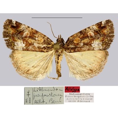 /filer/webapps/moths/media/images/P/preapicilinea_Lithacodia_AT_MNHN.jpg