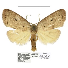 /filer/webapps/moths/media/images/C/coronaria_Spatulosia_AM_ANHRT_03.jpg