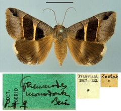 /filer/webapps/moths/media/images/M/monodonta_Grammodes_PT_MSNM.jpg