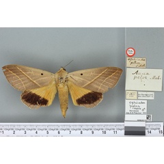 /filer/webapps/moths/media/images/P/pelor_Ophiodes_HT_BMNHa.jpg