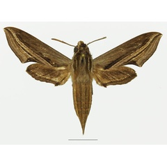 /filer/webapps/moths/media/images/M/mothironi_Theretra_AF_Basquina.jpg