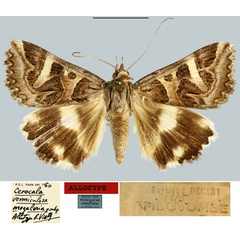 /filer/webapps/moths/media/images/M/megalesia_Cerocala_AT_MNHN.jpg