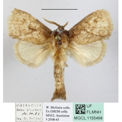 /filer/webapps/moths/media/images/O/onusta_Metarbela_A_MGCLa_01.JPG