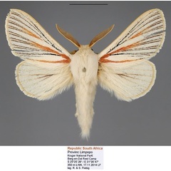 /filer/webapps/moths/media/images/N/nigrolineata_Grammodora_AM_Fiebig.jpg