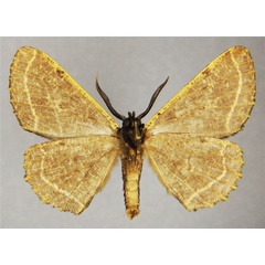 /filer/webapps/moths/media/images/C/clarivenata_Colocleora_AM_ZSMb.jpg