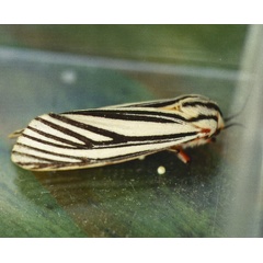 /filer/webapps/moths/media/images/E/euryphlebia_Spilosoma_A_Roland_02.jpg