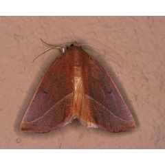 /filer/webapps/moths/media/images/A/ardescens_Terpnostola_A_Roland_01.jpg