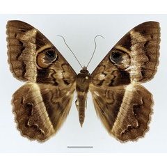 /filer/webapps/moths/media/images/D/disturbans_Cyligramma_AM_Basquin_01.jpg