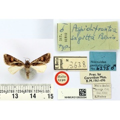 /filer/webapps/moths/media/images/S/sagitta_Aspidifrontia_HT_BMNH.jpg