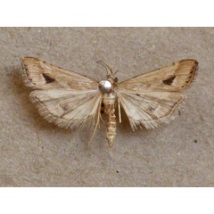 /filer/webapps/moths/media/images/M/monostigma_Diasemia_A_Butler_01.jpg